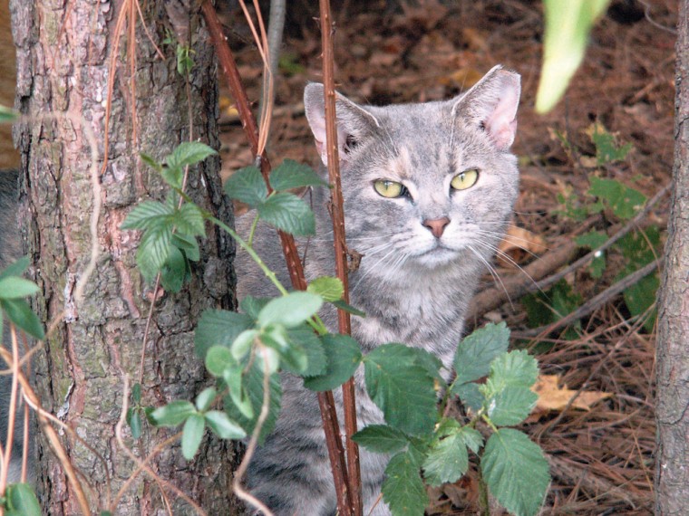 Feral cats